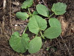 DSCN3174.JPG