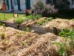 vue depuis mon siège : planche de bois posée entre 2 buttes qui me permet de désherber assise