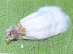 DSC_2963.jpg