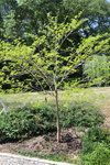 arbre entier