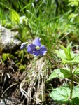plant AngoustrineD 010.jpg