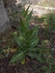 plante 1.JPG