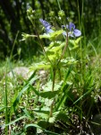 plant AngoustrineD 011.jpg