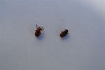 Insecte 009.JPG