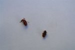 Insecte 010.JPG
