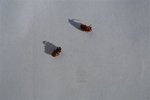 Insecte 012.JPG
