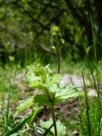 plant AngoustrineD 012.jpg