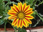 fleur2011.JPG