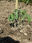 bouture tomate - 2.jpg (128.65 Kio) Consulté 2779 fois plantation j +2