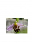 Orchidée 2007 taillée.JPG