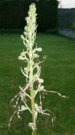 Grande fleur.gif