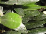 DSC00713.JPG