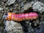 Chenille de cossus cossus?