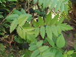 DSCF0027.JPG