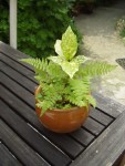 Plan âgé de trois ans. Taille normale de la feuille : 25cm. Ici 4cm