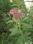 DSCF0029.JPG