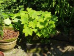 Acer pseudoplatanus. Taille normale des feuilles : 20 à 25 cm. Ici 6 à 7 cm