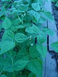 premières fleurs de haricots.jpg