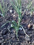 plant d'ail un peu bizarre..