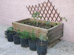 dans cette jardinière un pied de tomates cerises, et du basilic à foison !! au pied des pots avec du romarin, de la sariette de la sauge, de la ciboulette...