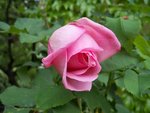 fleurs 2280.JPG