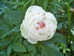 Pivoine à mi-ombre