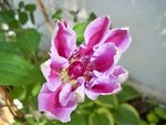 Clématite ,première et unique fleur