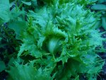 reine des glaces ou frisée de vaugirard.jpg