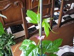 IMG_1643-1.jpg