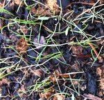 photo 1 des tiges cassées