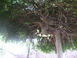 P1000594.JPG
