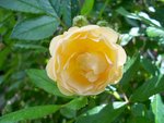Ghislaine de Feligonde