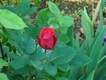 2011-05-11  angle ter X.jpg