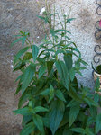 jardin-001.jpg
