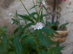 jardin-002.jpg