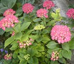 hortensia.JPG