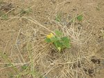 un des cinq pieds de courgettes