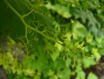 muscat de hambourg.jpg