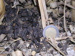 DSCN5181.JPG