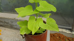 Plante3.jpg