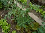 mes tomates en extérieur.jpg
