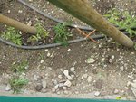 mes tomates chez ma voisine.jpg