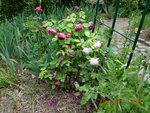 2011-05-26 Pierre de Ronsard et .JPG