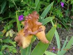 2011-05-26 Ad iris x.JPG