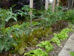 plantation de tomates et laitues.jpg