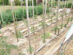potager 003.JPG