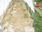 potager 004.JPG
