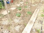 potager 006.JPG