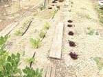 potager 008.JPG