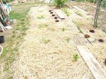 potager 011.JPG